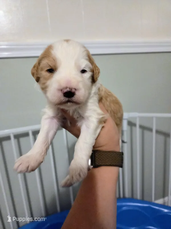 Mopple – Sheepadoodle puppy for sale in Cornelia, GA