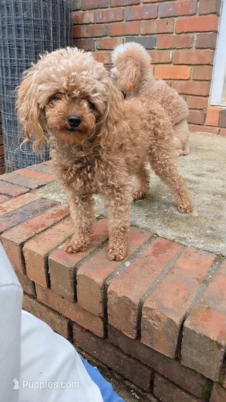 Ava – Poodle - Toy  puppy for sale in Habersham, GA