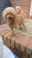 Ava, a female Poodle - Toy  for sale in Habersham, GA – 1 of 7