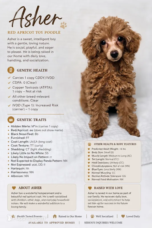 AKC Asher Health Tested – Poodle - Toy  puppy for sale in Cornelia, GA