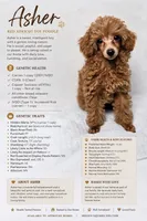 AKC Asher Health Tested, a male Poodle - Toy  for sale in Cornelia, GA – 1 of 10