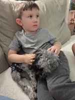 Zeke, a male Poodle - Toy  for sale in Habersham, GA – 8 of 8