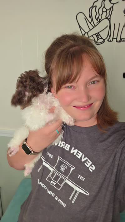 Ollie, a male Poodle - Toy  for sale in Cornelia, GA – 10 of 10