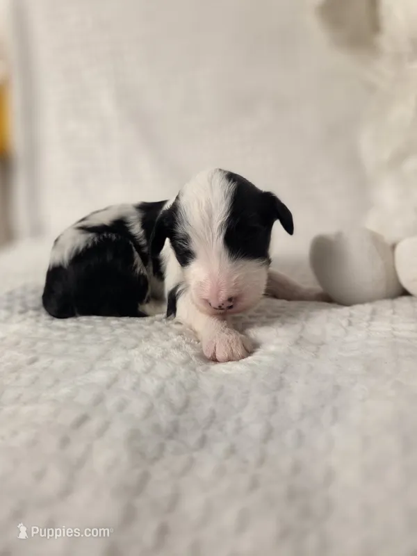 Sebastian  – Sheepadoodle puppy for sale in Cornelia, GA
