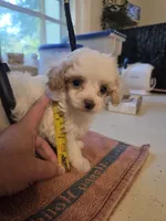 AKC teacup Tinkerbell , a female Poodle - Toy  for sale in Habersham, GA – 2 of 7