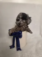 AKC Boaz, a male Poodle - Toy  for sale in Habersham, GA – 10 of 10