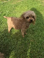 Ava, a female Poodle - Toy  for sale in Habersham, GA – 7 of 7