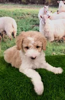 Cloud, a female Sheepadoodle for sale in Cornelia, GA – 6 of 9