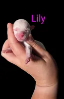 AKC Lily, a female Poodle - Toy  for sale in Habersham, GA – Photo 1 of 4