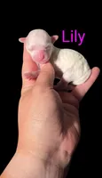 AKC Lily, a female Poodle - Toy  for sale in Habersham, GA – Photo 2 of 4