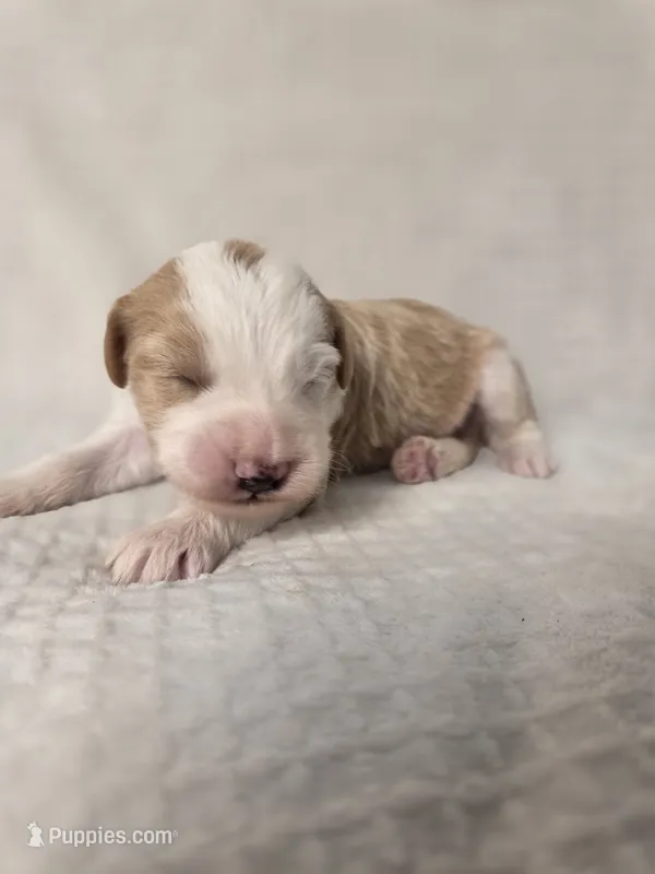 Mopple – Sheepadoodle puppy for sale in Cornelia, GA