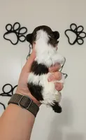 Ollie, a male Poodle - Toy  for sale in Habersham, GA – 8 of 10