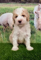 Sir Richfield , a male Sheepadoodle for sale in Cornelia, GA – 10 of 10