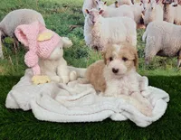 Cloud, a female Sheepadoodle for sale in Cornelia, GA – 7 of 9