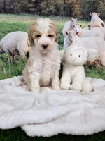 Sir Richfield , a male Sheepadoodle for sale in Cornelia, GA – 7 of 10