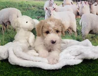 Cloud, a female Sheepadoodle for sale in Cornelia, GA – 4 of 9