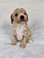 AKC Sage, a male Poodle - Toy  for sale in Habersham, GA – 5 of 9