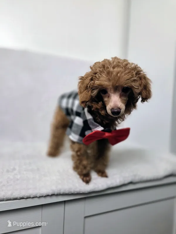 AKC Asher – Poodle - Toy  puppy for sale in Habersham, GA