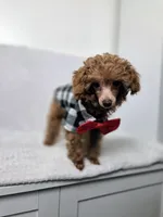 AKC Asher, a male Poodle - Toy  for sale in Cornelia, GA – 1 of 10
