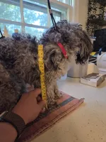 AKC Zeke 5lbs, a male Poodle - Toy  for sale in Habersham, GA – 4 of 9