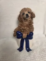 AKC Penny, a female Poodle - Toy  for sale in Habersham, GA – 4 of 10