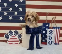 AKC Tiny Cedar, a male Poodle - Toy  for sale in Habersham, GA – 6 of 8
