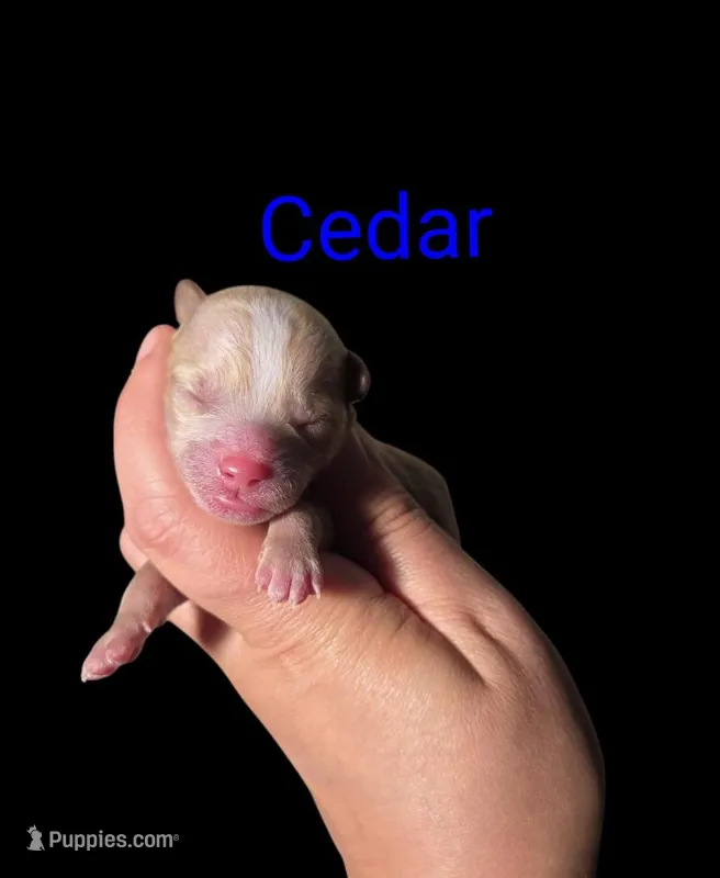 AKC Cedar – Poodle - Toy  puppy for sale in Habersham, GA