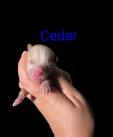 AKC Cedar, a male Poodle - Toy  for sale in Habersham, GA – Photo 1 of 4