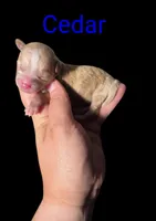 AKC Cedar, a male Poodle - Toy  for sale in Habersham, GA – Photo 2 of 4