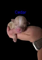 AKC Tiny Cedar, a male Poodle - Toy  for sale in Habersham, GA – 5 of 8