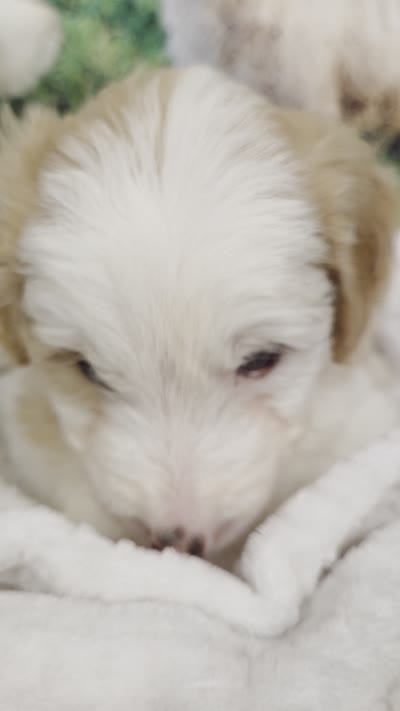 Wool-Eyes, a male Sheepadoodle for sale in Cornelia, GA – 3 of 8