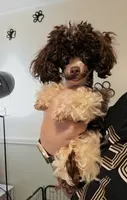 AKC Baby Ruth 3.4lbs, a female Poodle - Toy  for sale in Habersham, GA – 9 of 9