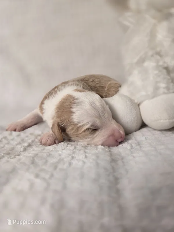 Wool-Eyes – Sheepadoodle puppy for sale in Cornelia, GA