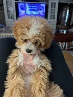 Lucy-AKC, a female Poodle - Toy  for sale in Habersham, GA – Photo 2 of 3