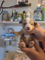 Lucy-AKC, a female Poodle - Toy  for sale in Habersham, GA – Photo 3 of 3