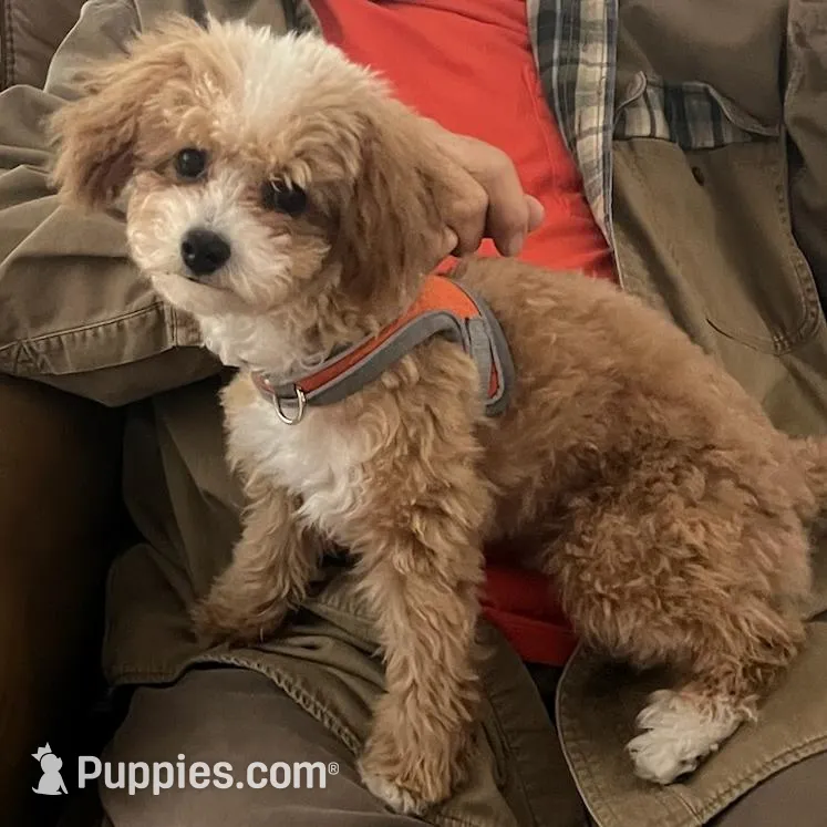 Lucy-AKC, a female Poodle - Toy  for sale in Habersham, GA – Photo 1 of 3