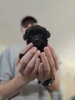 AKC Mercy, a female Poodle - Toy  for sale in Habersham, GA – 6 of 10
