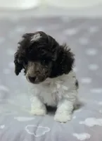 Ollie, a male Poodle - Toy  for sale in Habersham, GA – 3 of 10