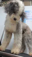 Mae&Ronan, a  Old English Sheepdog and Sheepadoodle for sale in Habersham, GA – 5 of 10