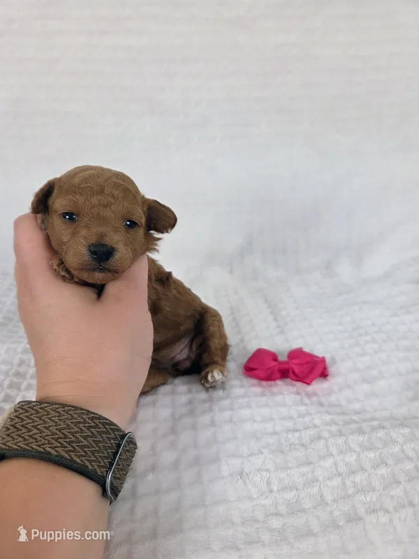 AKC Penny – Poodle - Toy  puppy for sale in Habersham, GA