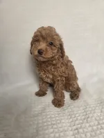 AKC Asher, a male Poodle - Toy  for sale in Habersham, GA – 4 of 10
