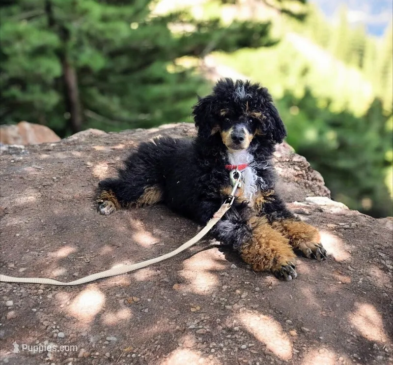 Gideon – Poodle - Miniature  puppy for sale in Habersham, GA