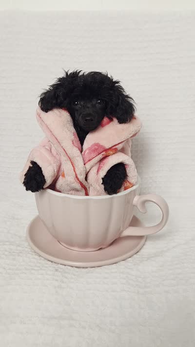 AKC Mercy, a female Poodle - Toy  for sale in Cornelia, GA – 10 of 10