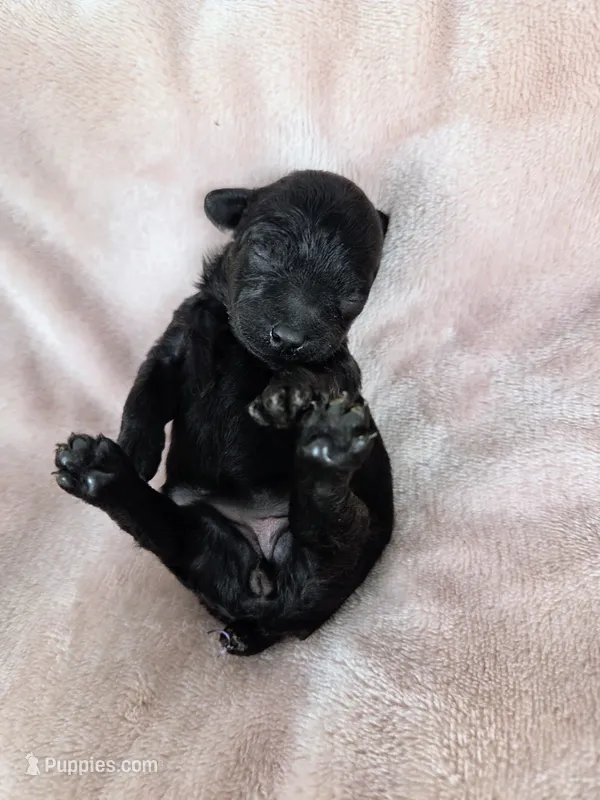 AKC Mercy – Poodle - Toy  puppy for sale in Habersham, GA