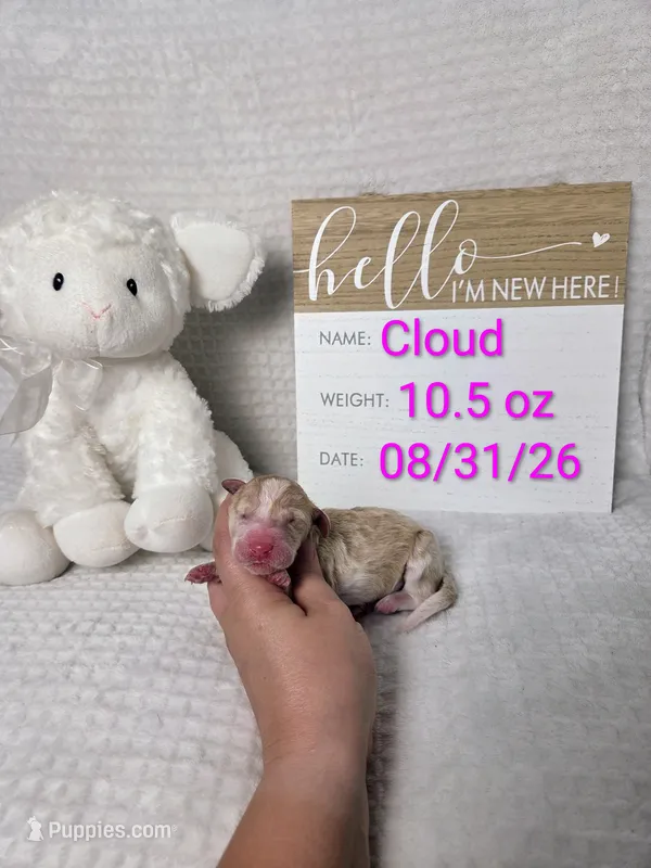 Cloud – Sheepadoodle puppy for sale in Cornelia, GA