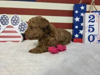 AKC Penny, a female Poodle - Toy  for sale in Habersham, GA – 8 of 10