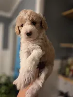 Cloud, a female Sheepadoodle for sale in Cornelia, GA – 8 of 9