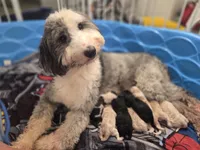 Winter Lamb, a male Sheepadoodle for sale in Cornelia, GA – 5 of 5