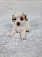 AKC Tinkerbell, a female Poodle - Toy  for sale in Habersham, GA – 3 of 3