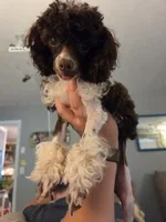 AKC Baby Ruth 4lbs, a female Poodle - Toy  for sale in Habersham, GA – 2 of 2